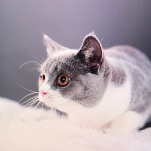 Meet your Posher, Arthur